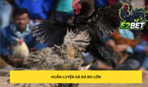 Cách nuôi gà đá bo lớn qua các bài tập luyện thể lực tại E2bet