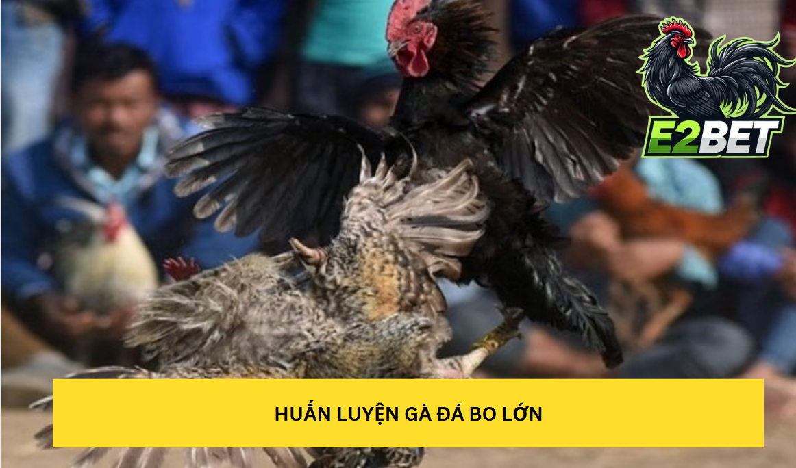 Cách nuôi gà đá bo lớn qua các bài tập luyện thể lực tại E2bet