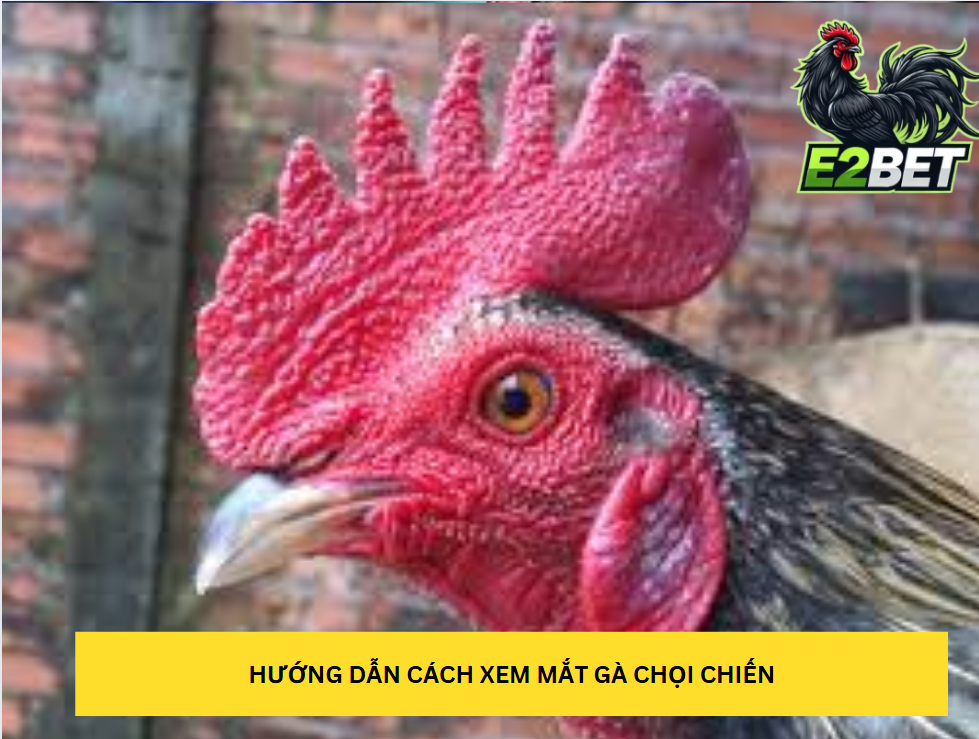 Cách Xem Mắt Gà Chọi Chiến tại E2bet