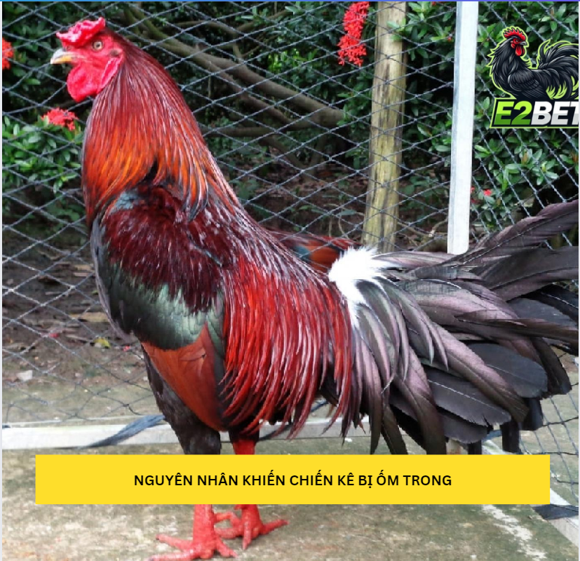Những nguyên nhân khiến cho gà ốm tại E2bet