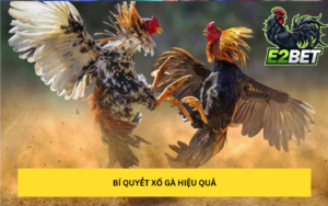 Mục đích của việc xổ gà tại E2bet