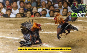 Top các trường gà Thomo nổi tiếng nhất Việt Nam tại E2bet