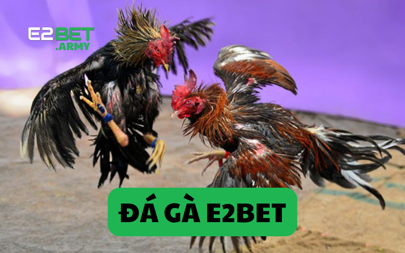 đá gà nhà cái e2bet