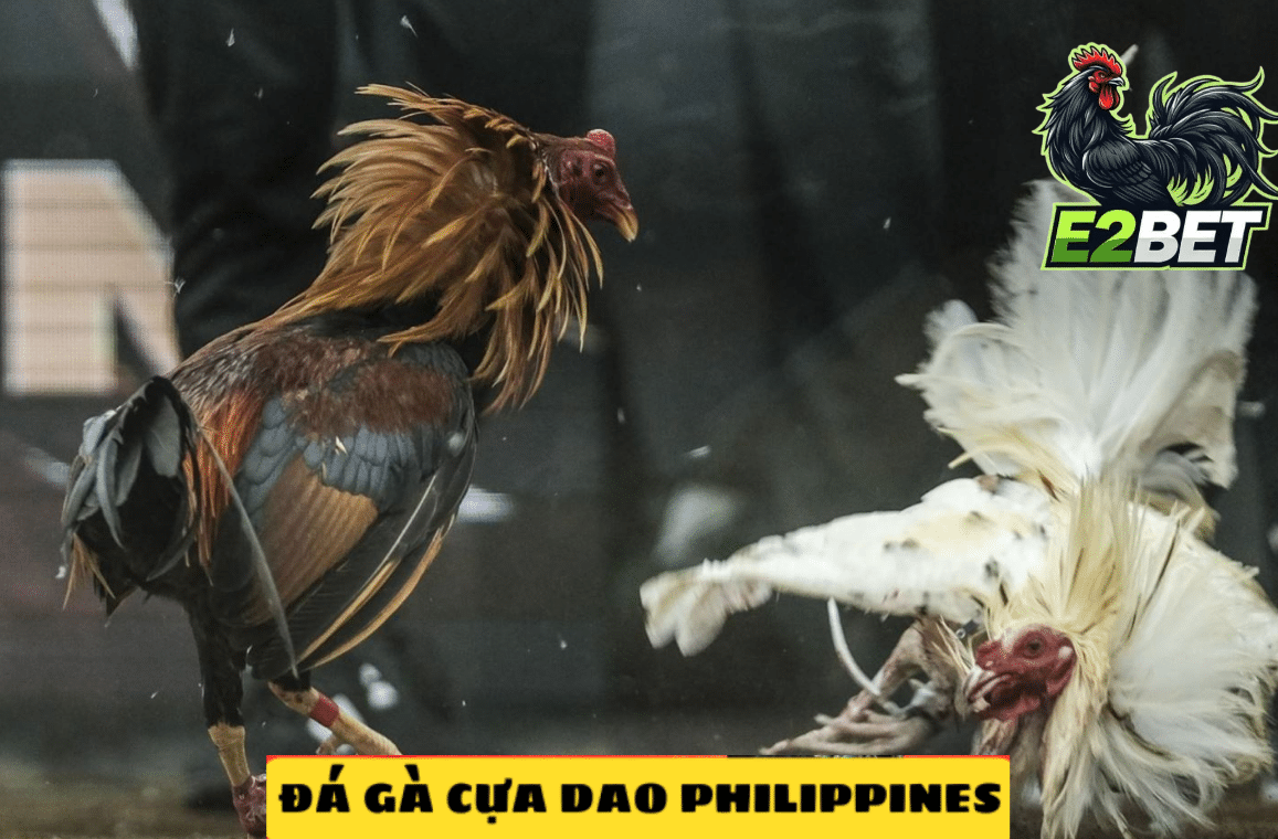 Giải mã sức hút của đá gà cựa dao Philippines tại E2bet
