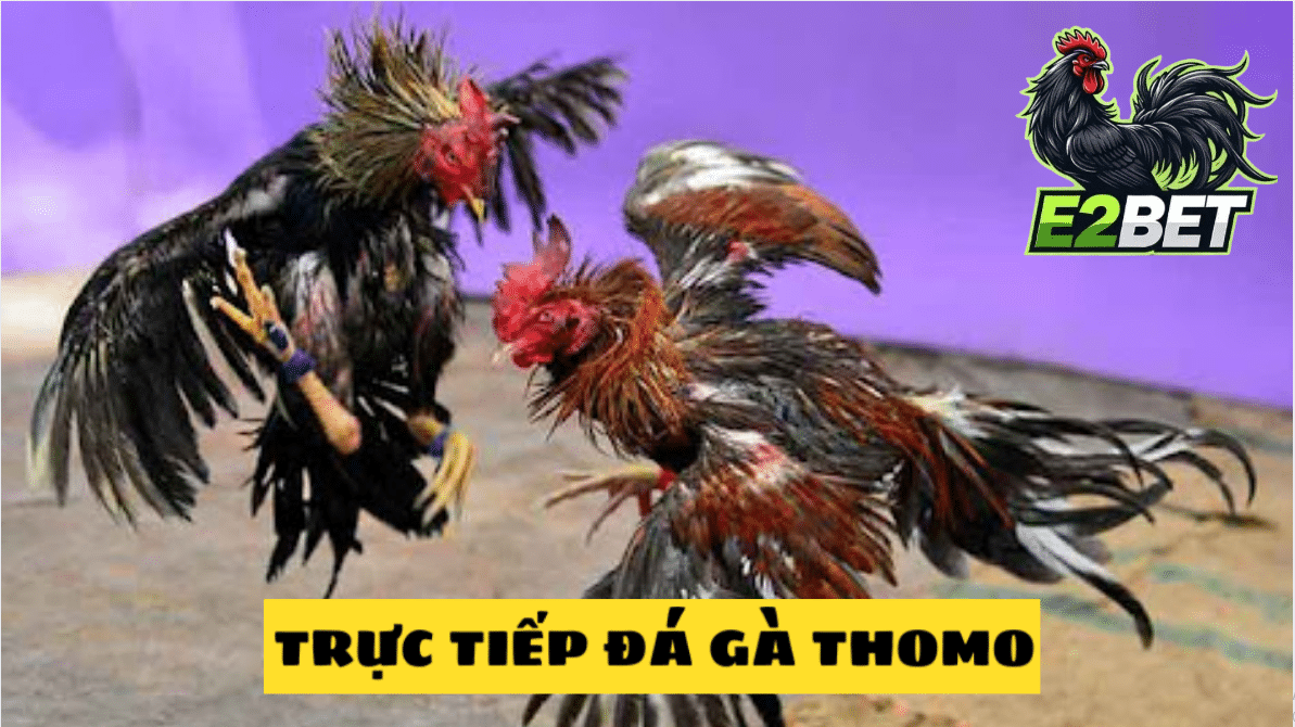 đá gà trực tiếp thomo tại E2bet