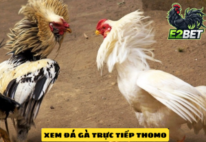 xem đá gà thomo hôm nay tại E2bet