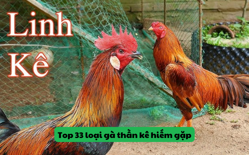 Top 33 Loại Gà Thần Kê Hiếm Gặp Nổi Bật
